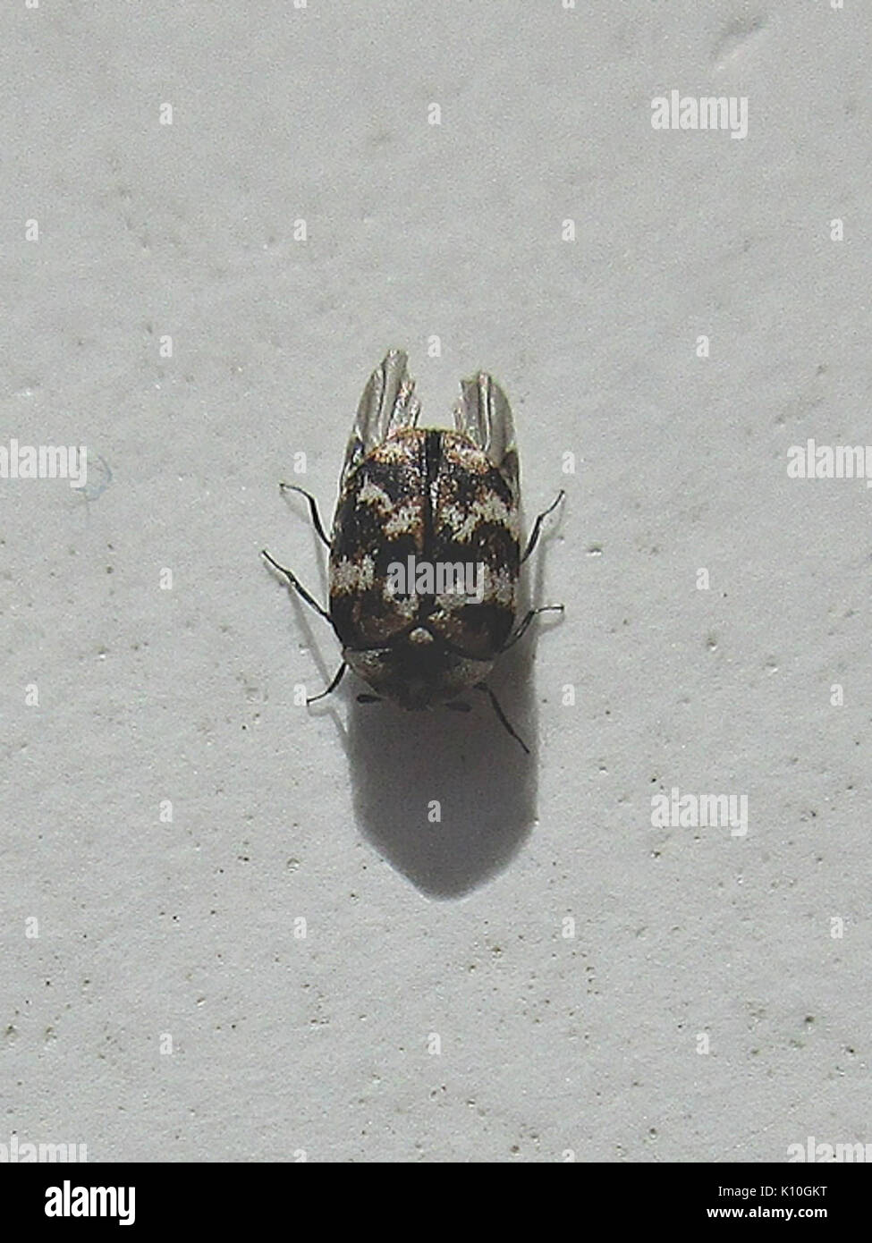 Anthrenus verbasci varié (tapis), Arnhem, Pays-Bas Banque D'Images