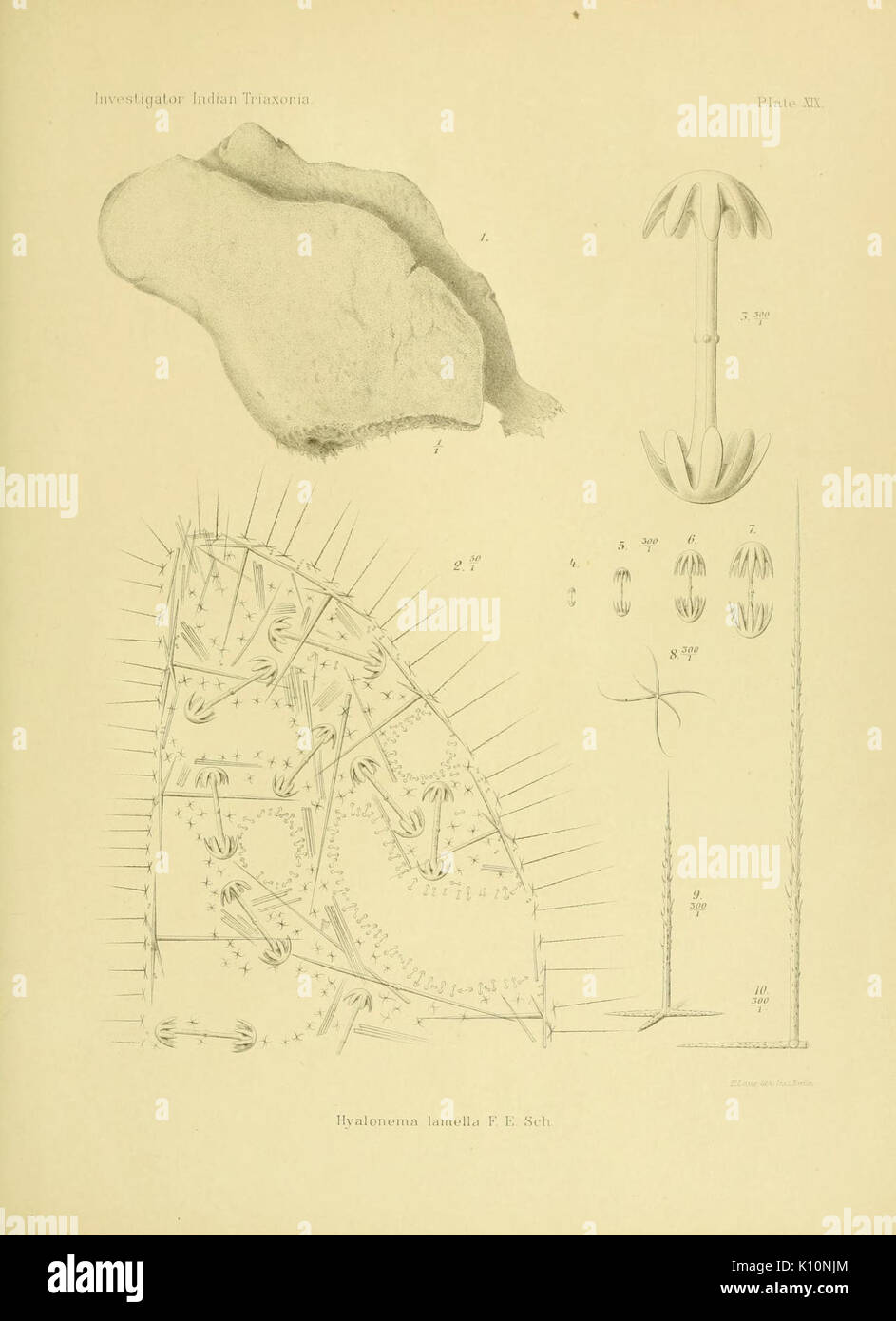 Un compte de l'Triaxonia indiennes recueillies par le Royal Marine indienne Investigator Enquête sur la plaque (XIX) (9266826189) Banque D'Images
