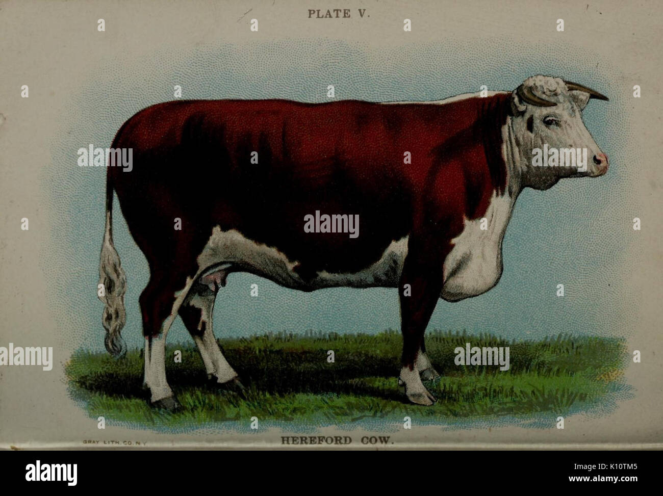 Illustration tirée du *Biggle Cow Book*, montrant un dessin détaillé d'une vache. Ce texte éducatif, conservé dans les archives de la Bibliothèque du Congrès, présente des animaux de ferme, en particulier des vaches, avec des représentations artistiques et des détails descriptifs. Banque D'Images
