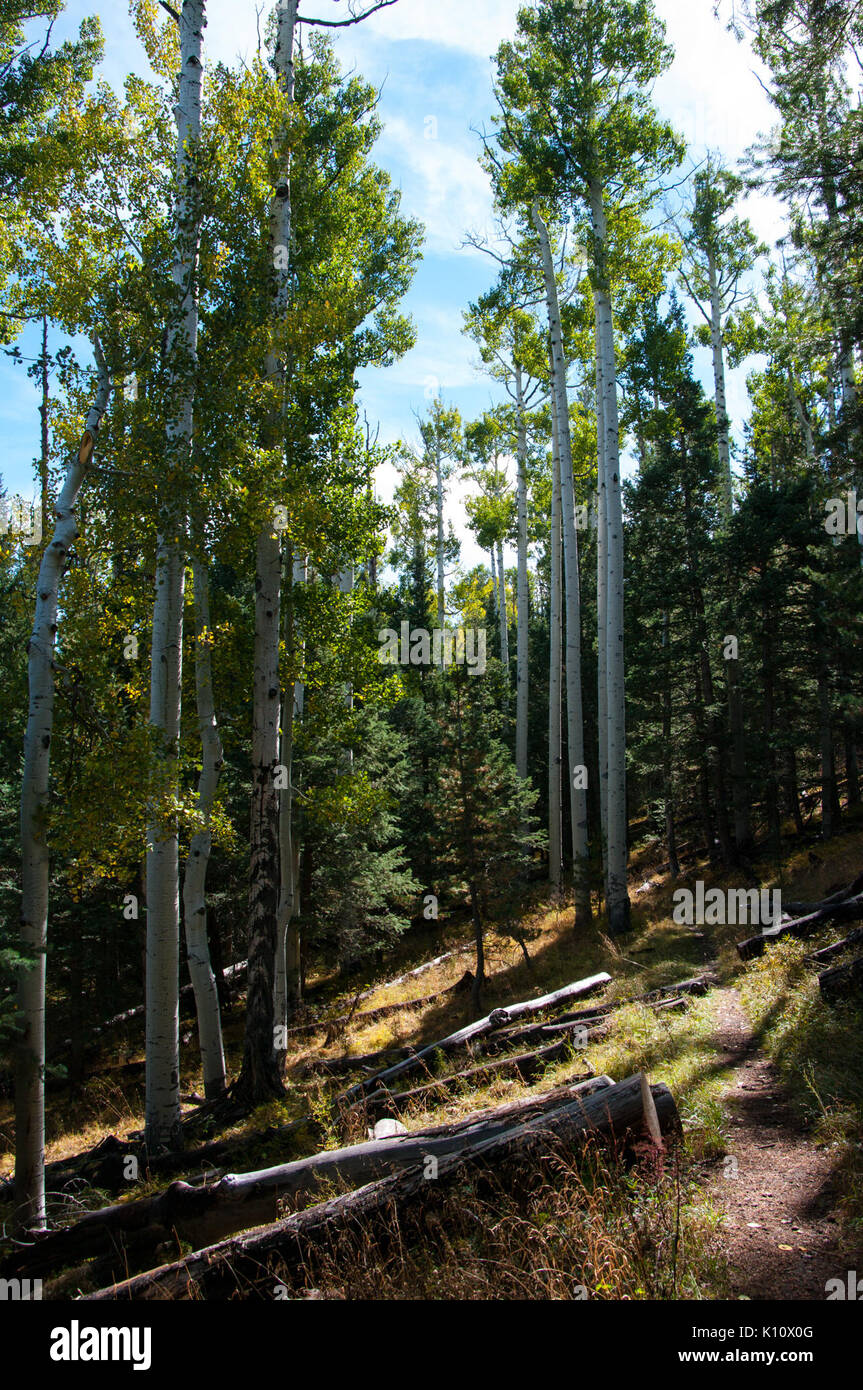 Abineau Trail est une pente de 1 800 pieds de grimper sur deux kilomètres jusqu'aux pistes de la San Francisco Peaks par Abineau Canyon. Le sentier est conforme à la ligne de flottaison de navigation au haut, qui peut être suivi jusqu'à (21437887393) Banque D'Images