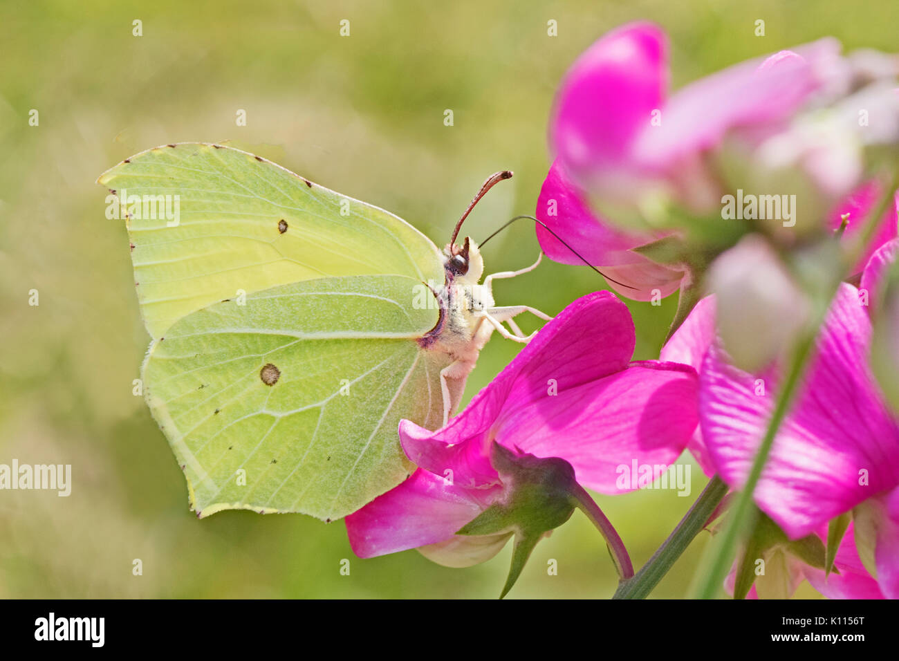 Brimstone Butterfly mâle se nourrissant de pois sucré éternelle Banque D'Images