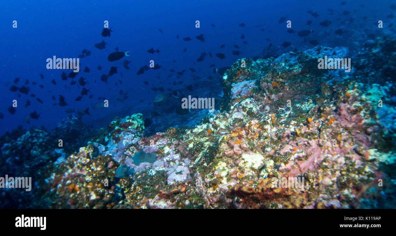 Reef scène sous-marine d'Hapatoni village, Tahuata, Marquises, Polynésie Française Banque D'Images