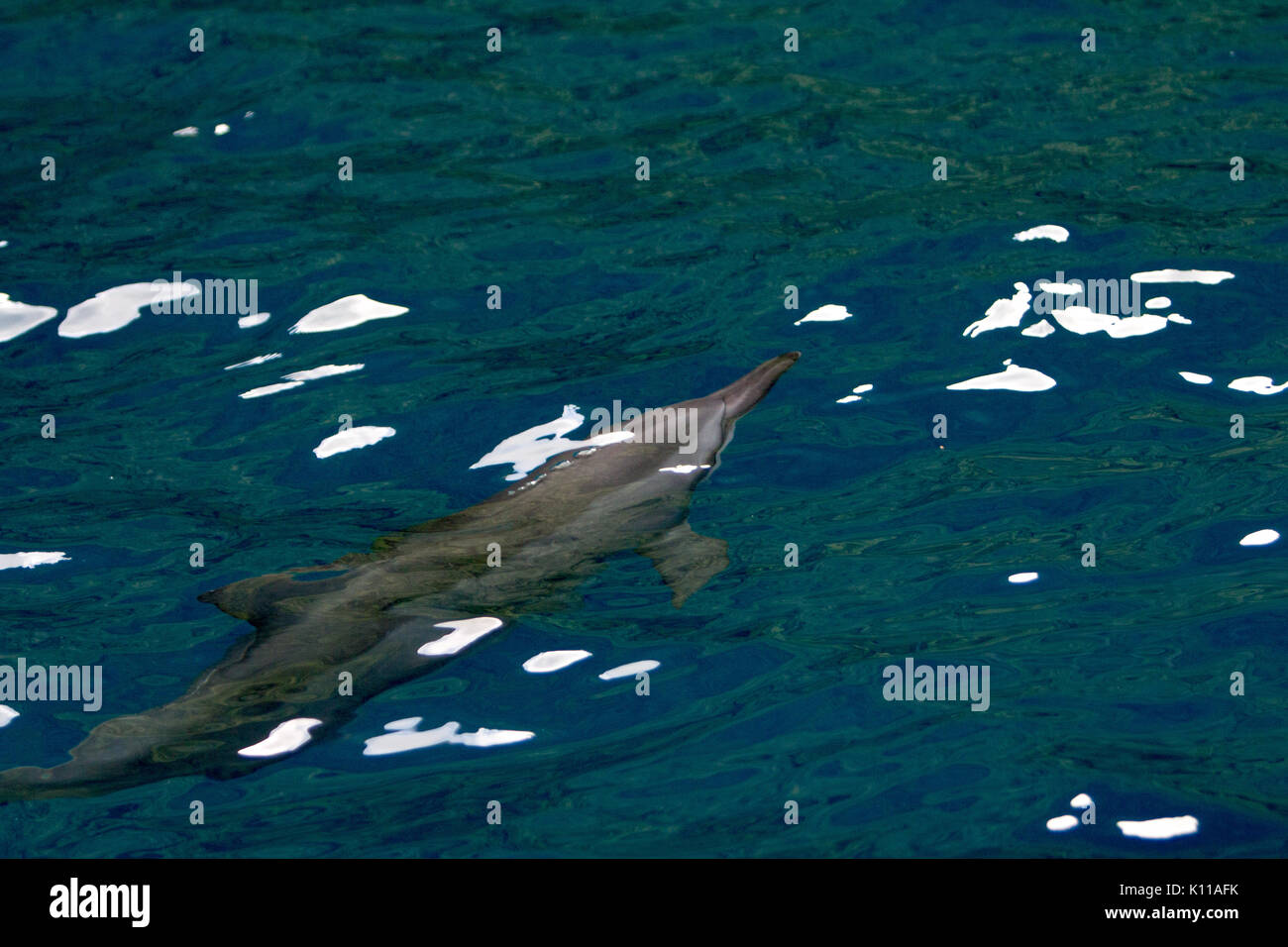 Dauphins près de l'île de Tahuata, village Hapatoni, Marquises, Polynésie Française Banque D'Images