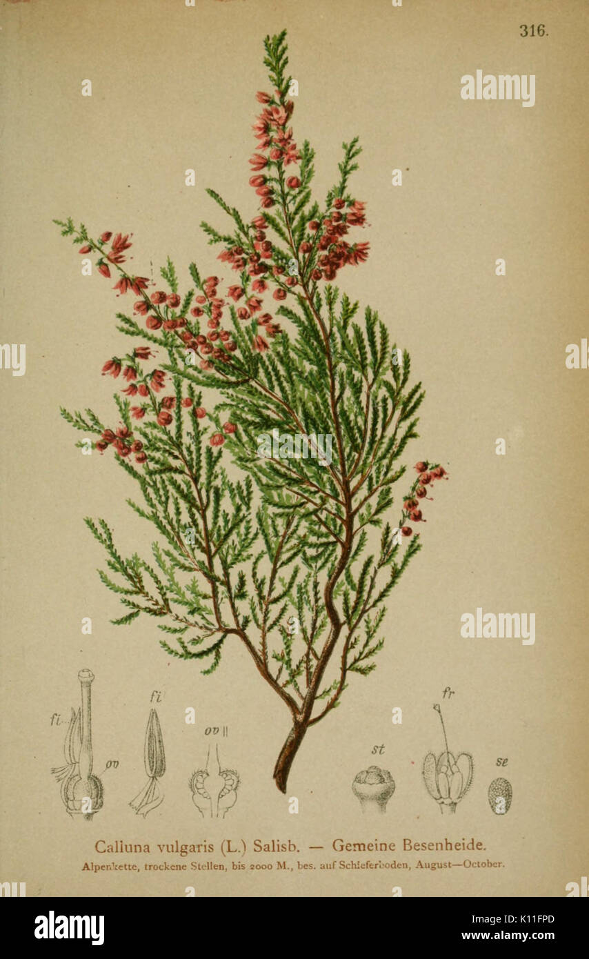 Atlas der Agnesn (Pl. 316) BHL10384572 Banque D'Images