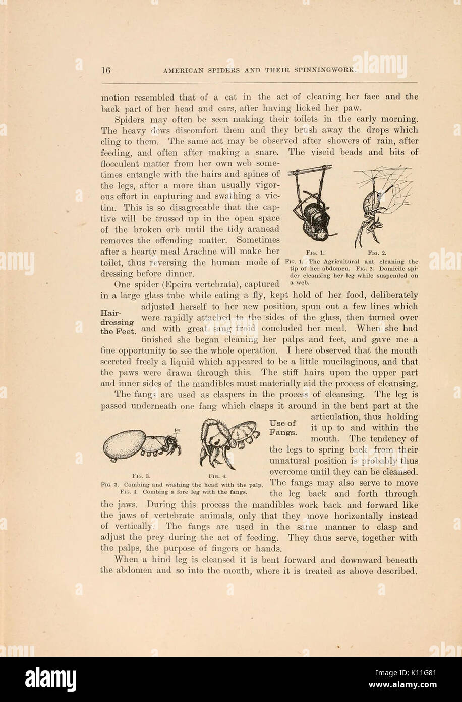 American spiders et leur spinningwork (page 16, fig. 14) BHL4492696 Banque D'Images American spiders et leur spinningwork (page 16, fig. 14) BHL4492696 Banque D'Images