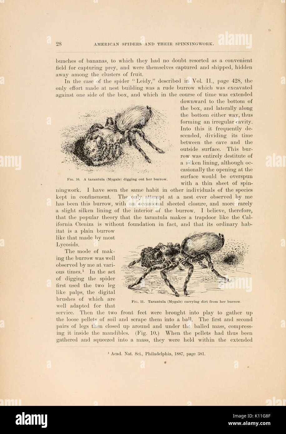 American spiders et leur spinningwork (page 28, fig. 1011) BHL4492653 Banque D'Images American spiders et leur spinningwork (page 28, fig. 1011) BHL4492653 Banque D'Images