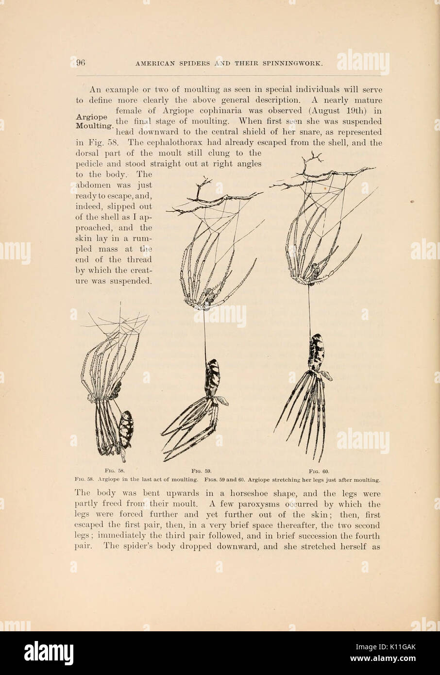 American spiders et leur spinningwork (page 96, fig. 5860) BHL4492733 Banque D'Images American spiders et leur spinningwork (page 96, fig. 5860) BHL4492733 Banque D'Images