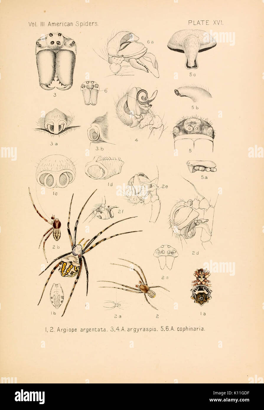 American spiders et leur spinningwork (page 351, la plaque XVI) BHL4492989 Banque D'Images American spiders et leur spinningwork (page 351, la plaque XVI) BHL4492989 Banque D'Images