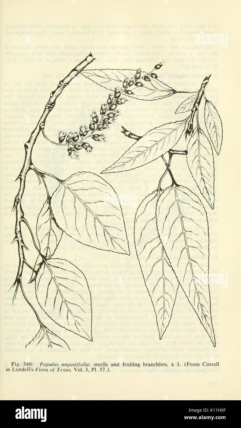 Les plantes des milieux humides et aquatiques du sud-ouest des États-Unis (page 741) BHL3347205 Banque D'Images