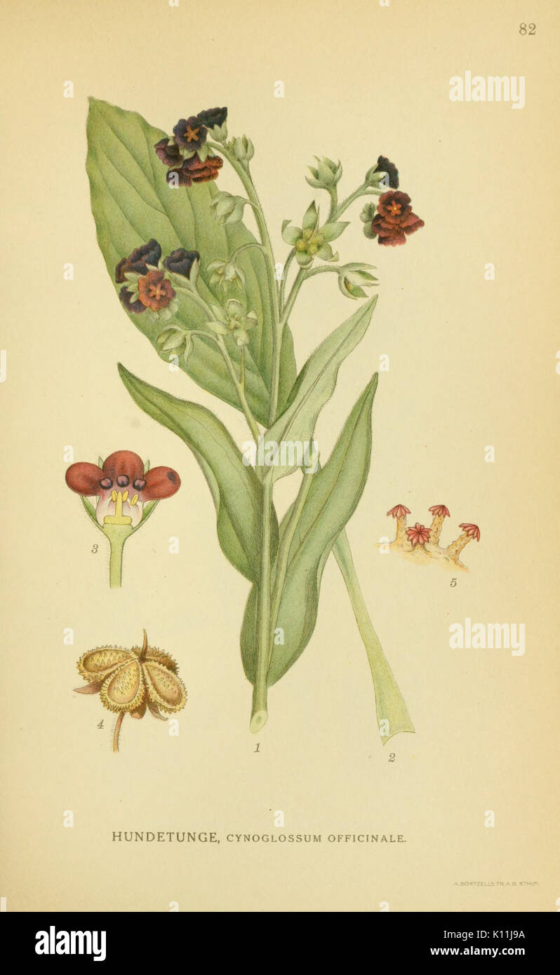 La planche 82 de 'Billeder af Nordens Flora' représente une illustration botanique détaillée de la flore nordique, mettant en valeur la diversité et les espèces uniques des plantes de la région. Banque D'Images