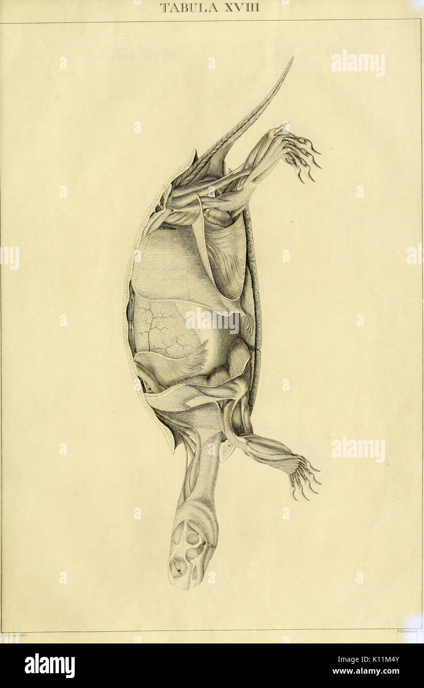 Anatome testudinis Europaeae (Tabula XVIII) BHL2969623 Banque D'Images