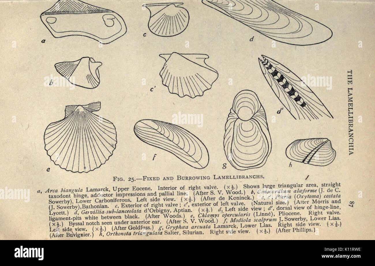 Une introduction à la paléontologie (page 87) BHL18835237 Banque D'Images