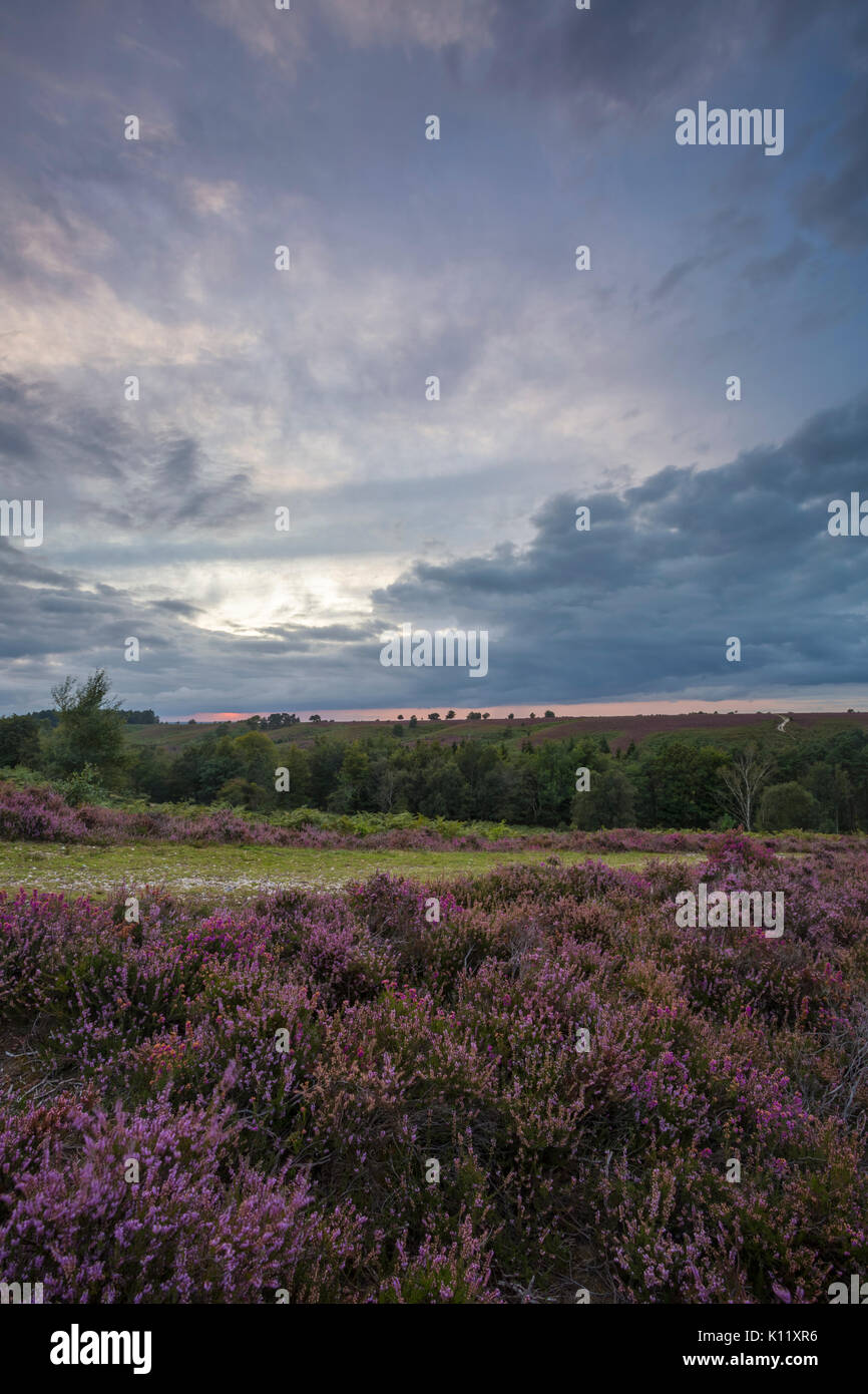 Coucher du soleil avec Heather à Rockford, Linwood commune, parc national New Forest, Hampshire, Angleterre Royaume-uni en août de l'été - hdr Banque D'Images