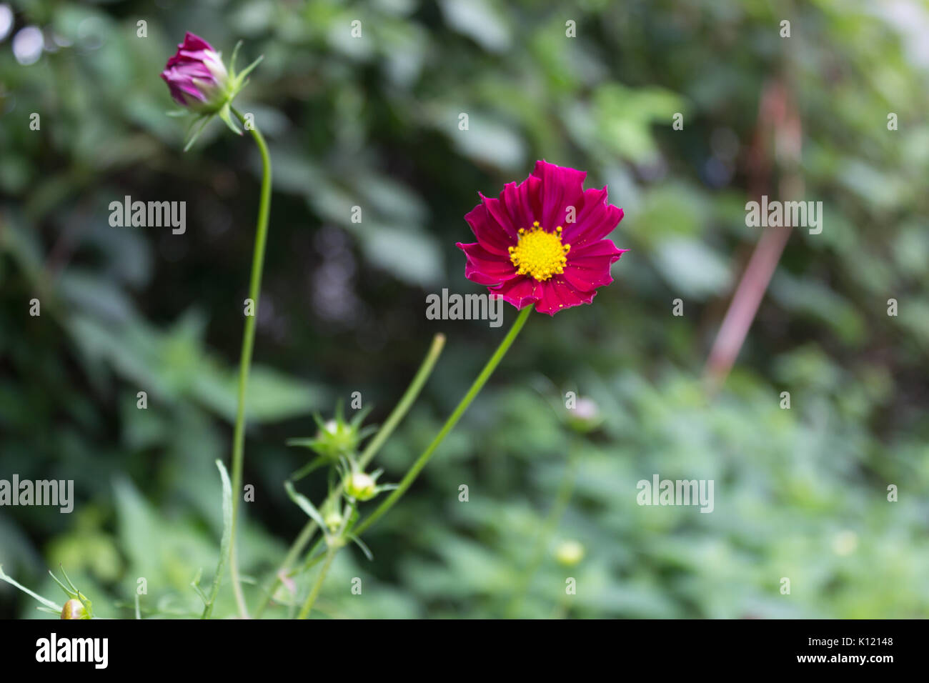 Fleurs Cosmos rouge vif avec huit pétales et un centre jaune sur une tige en pleine floraison en été dans le jardin avec des feuilles vertes dans l'arrière-plan. Banque D'Images