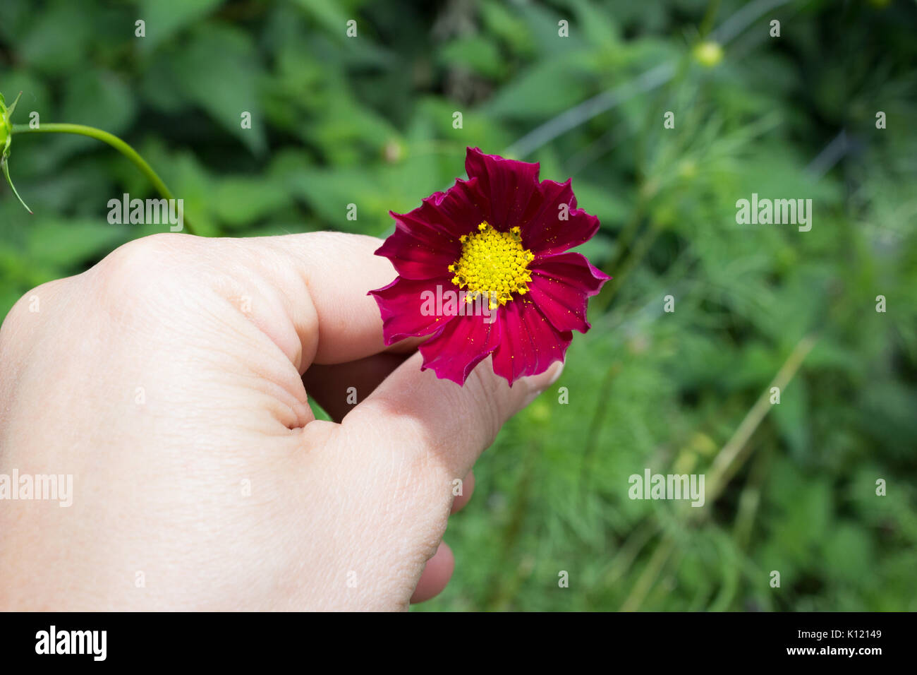 Une main avec des fleurs cosmos rouge vif avec huit pétales et un centre jaune sur une tige en pleine floraison en été dans le jardin avec des feuilles vertes dans le b Banque D'Images