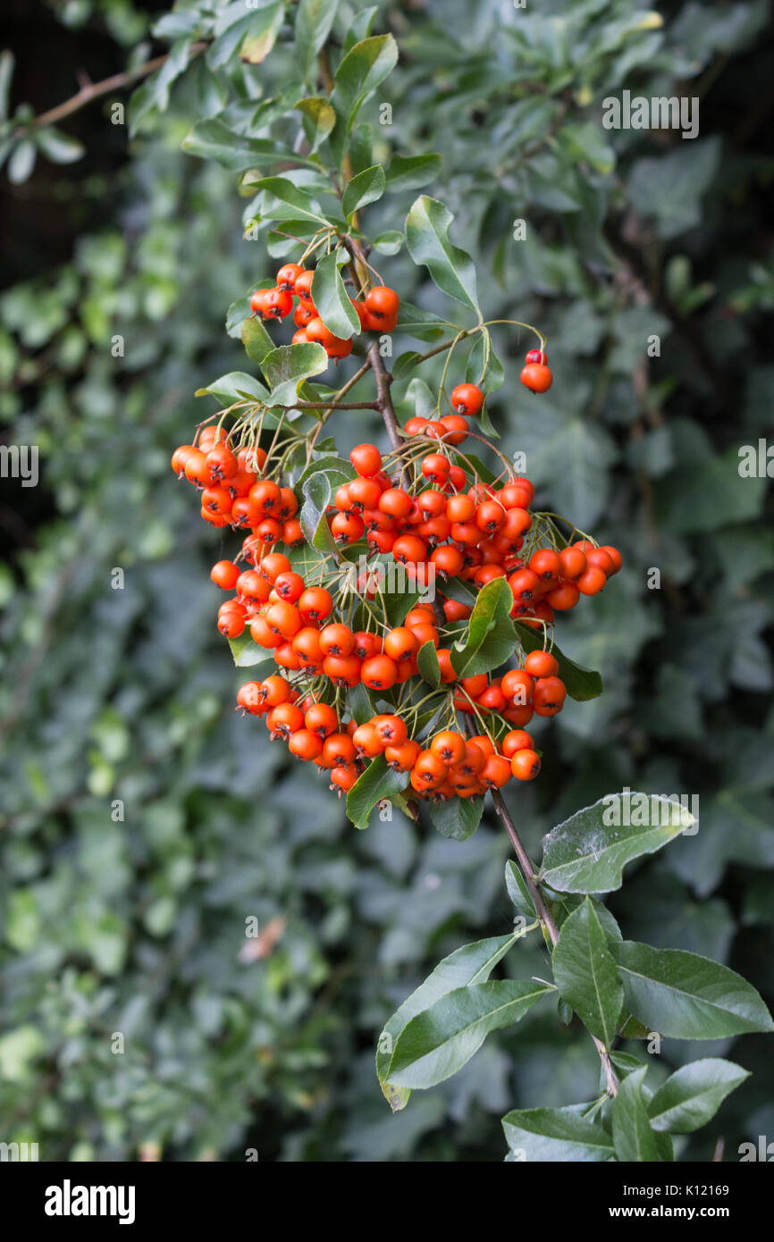 Baies rouges d'Europe - Rowan Sorbus aucuparia sur fond vert. Banque D'Images