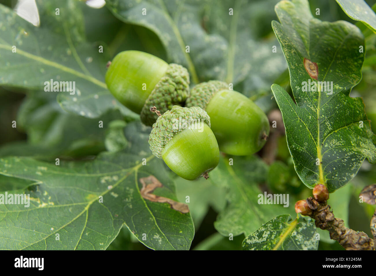 Chêne Anglais Indigène Banque d'image et photos - Alamy