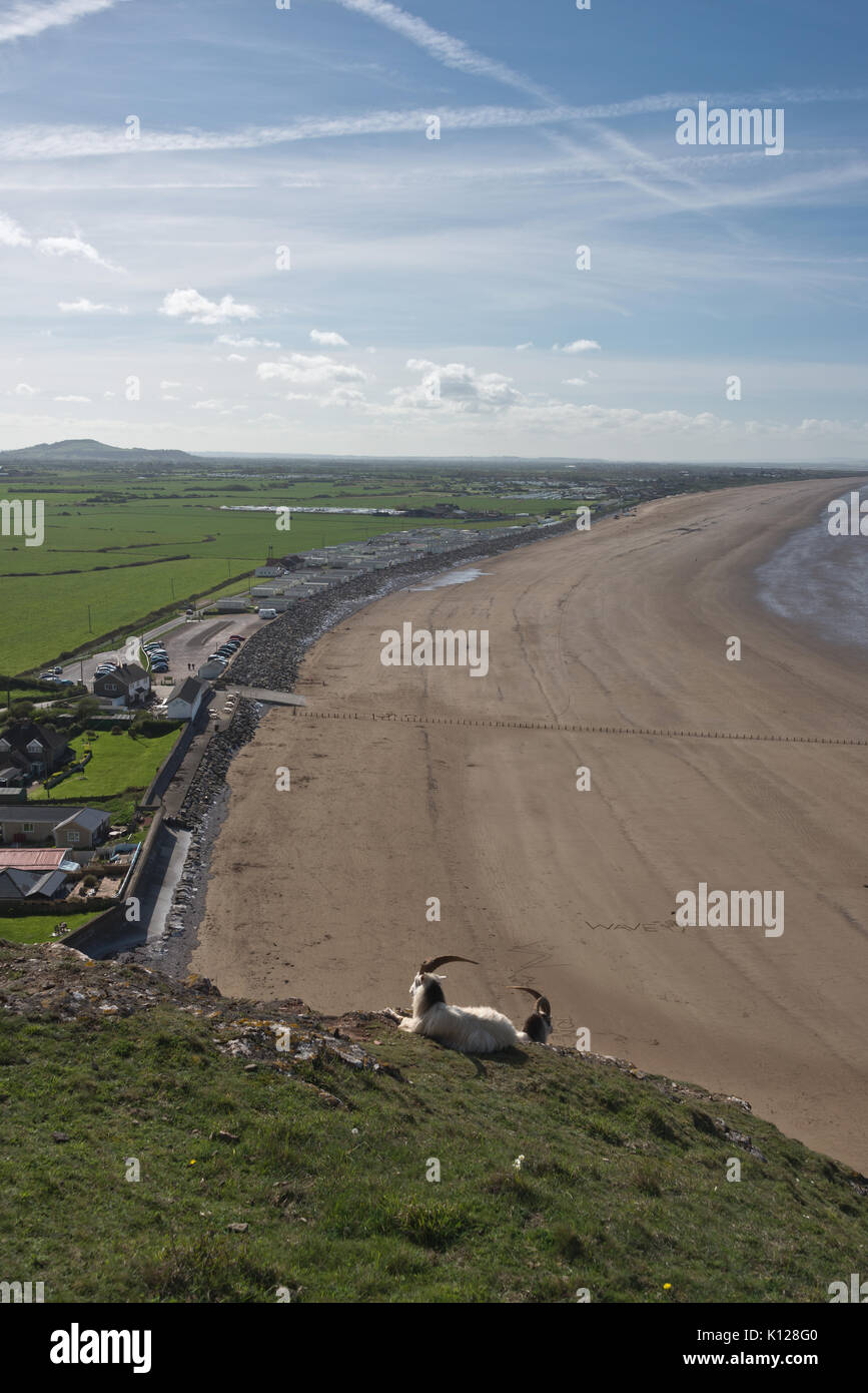 Vue le long des plages de Brean et Chabeuil du haut de Somerset, Brean Down en Angleterre avec les chèvres dans la foregound par un beau jour de printemps. Banque D'Images