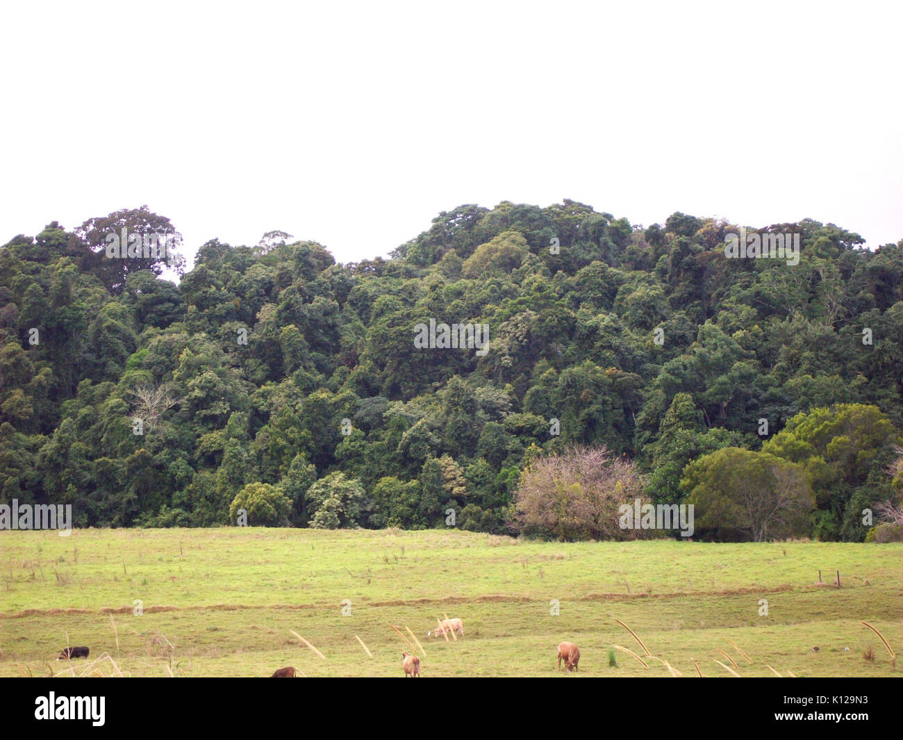 Andrew Johnston frotter et les vaches Banque D'Images