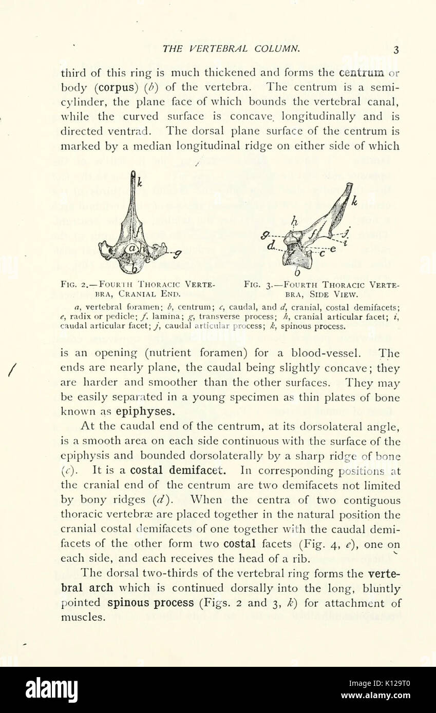 Anatomie de la cat (page 3) BHL9413034 Banque D'Images