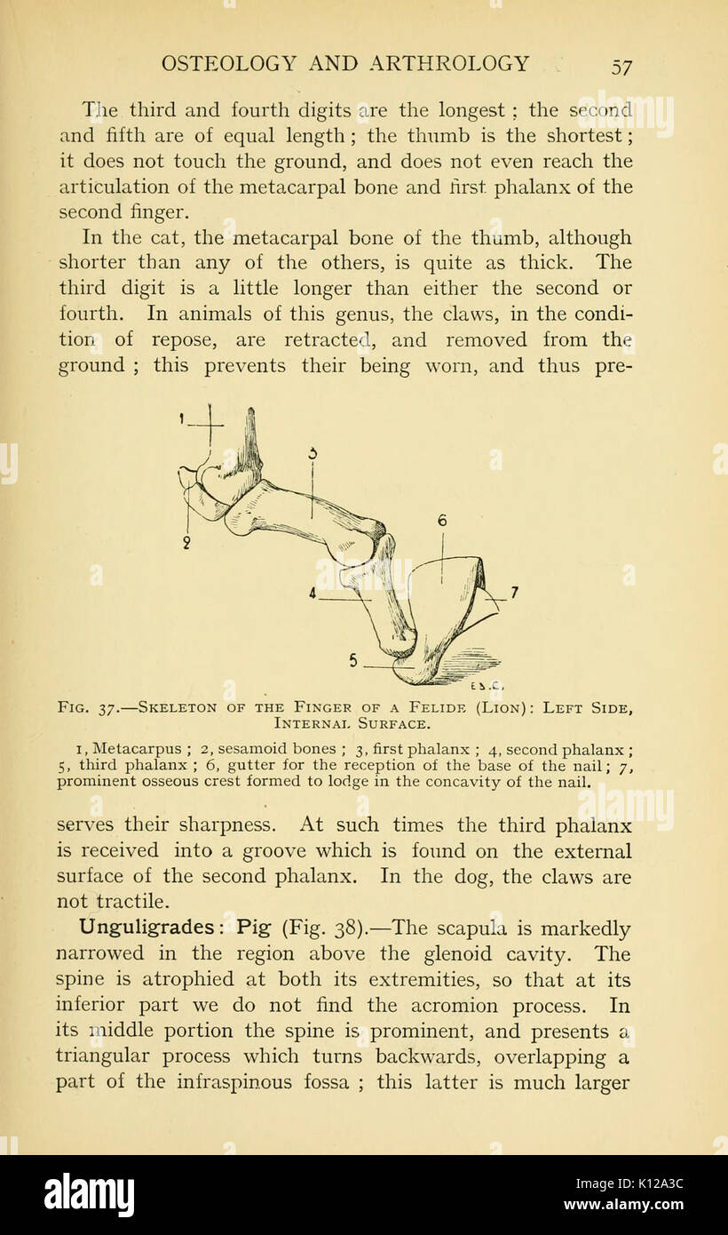 Anatomie artistique des animaux (page 57) BHL22847450 Banque D'Images
