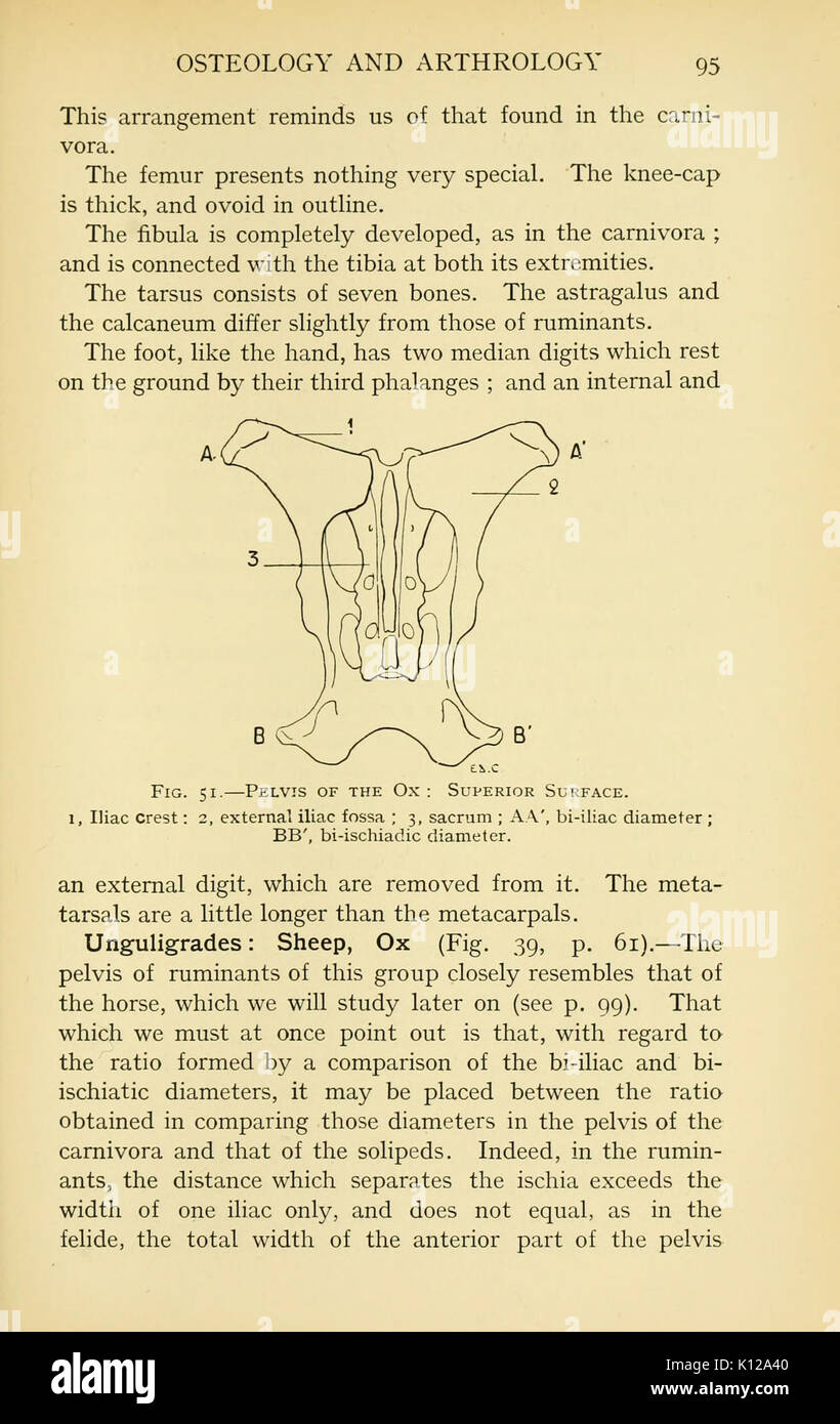 Anatomie artistique des animaux (page 95) BHL22847490 Banque D'Images