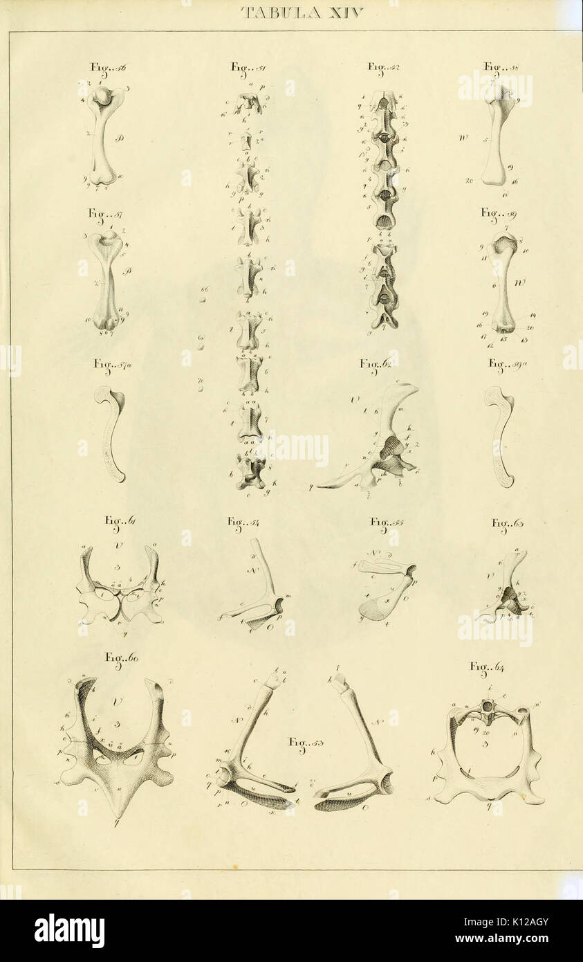 Anatome testudinis Europaeae (Tabula XIV) BHL3271495 Banque D'Images