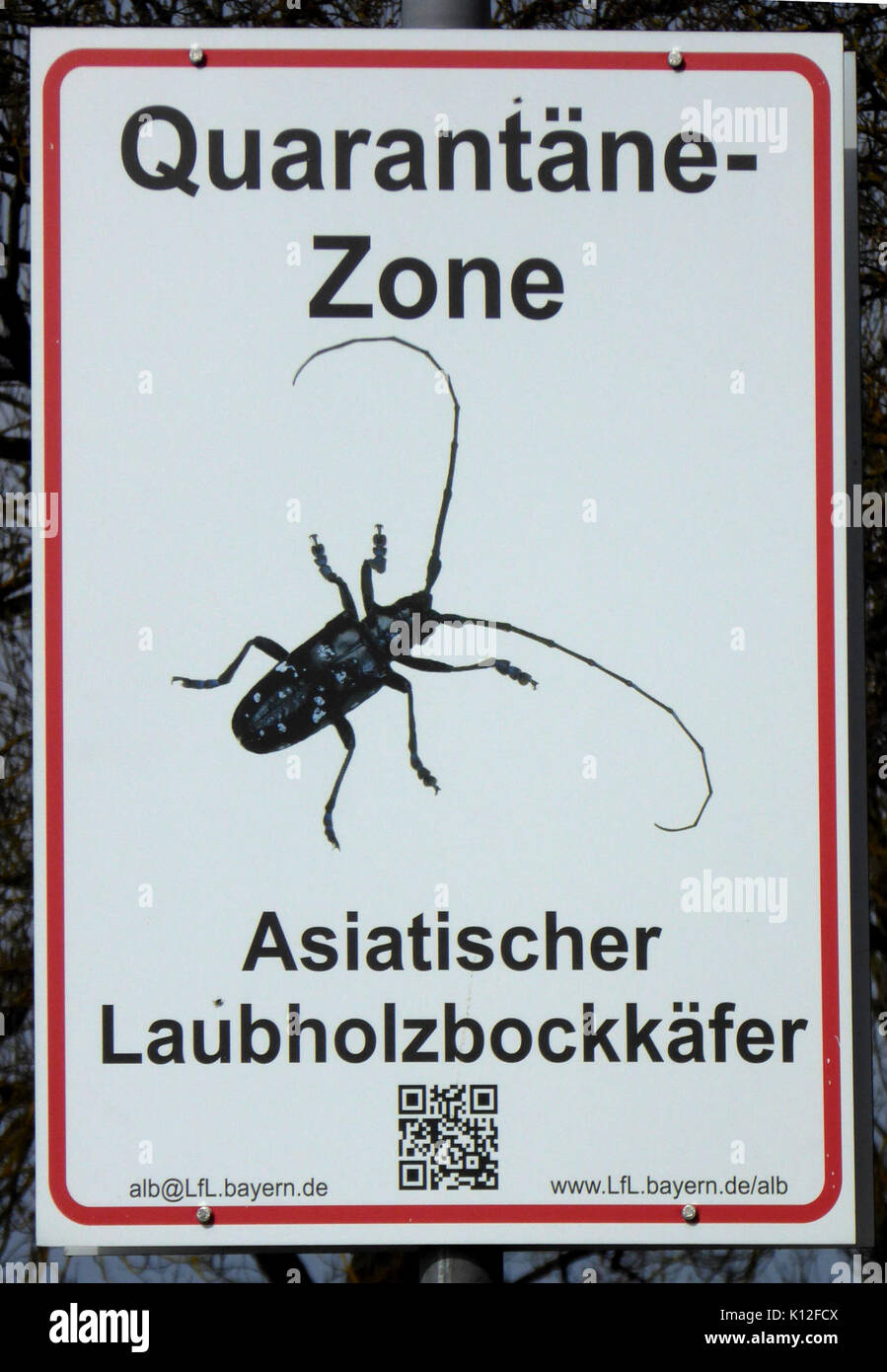 Anoplophora glabripennis, kvaranteno 1 Banque D'Images