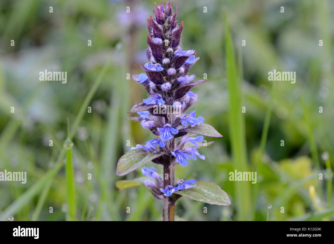 Ajuga reptans41 Banque D'Images