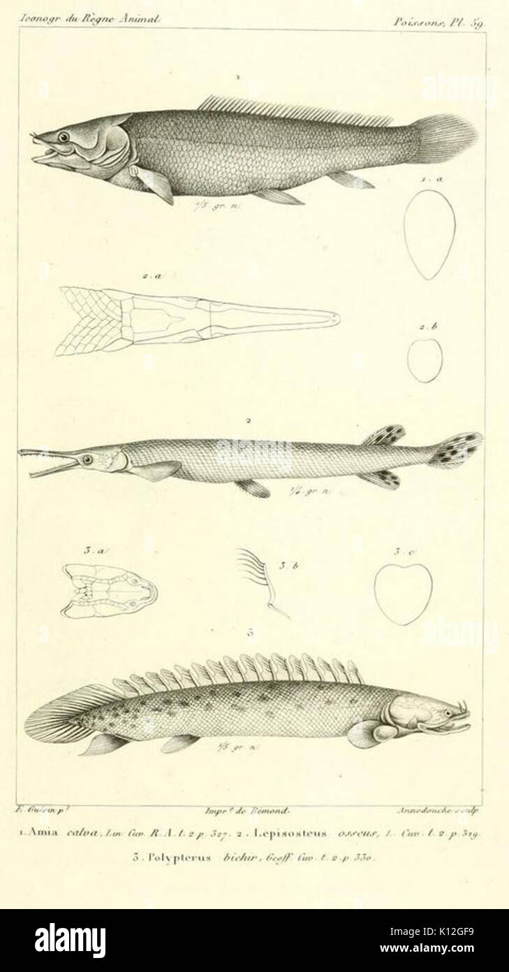 Amia calva Lepisosteus osseus Polypterus le bichir Banque D'Images