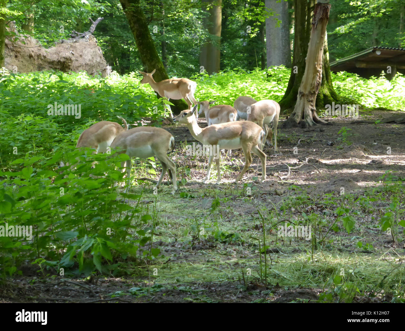 Antilope cervicapra 1 Banque D'Images