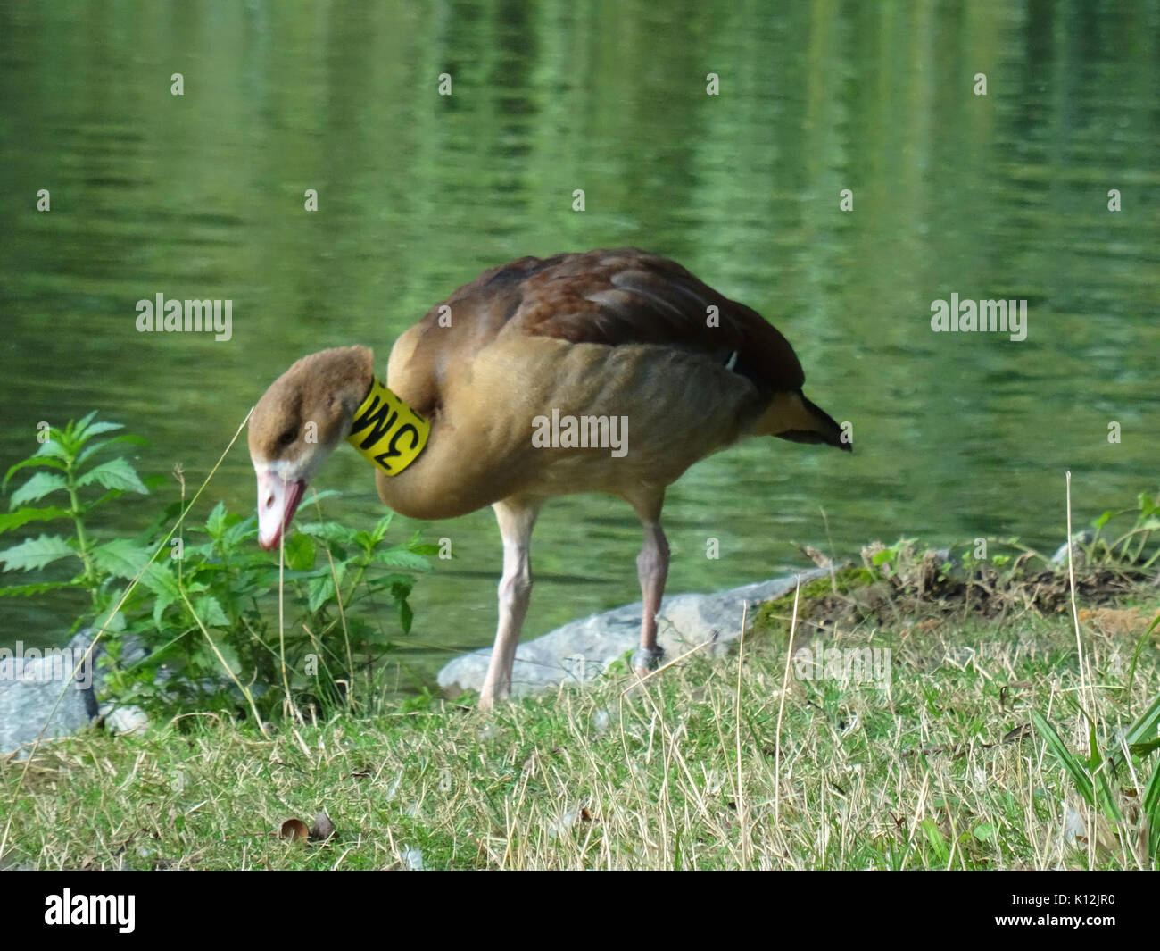 Alopochen aegyptiacus à Carolasee DSC04928 Banque D'Images