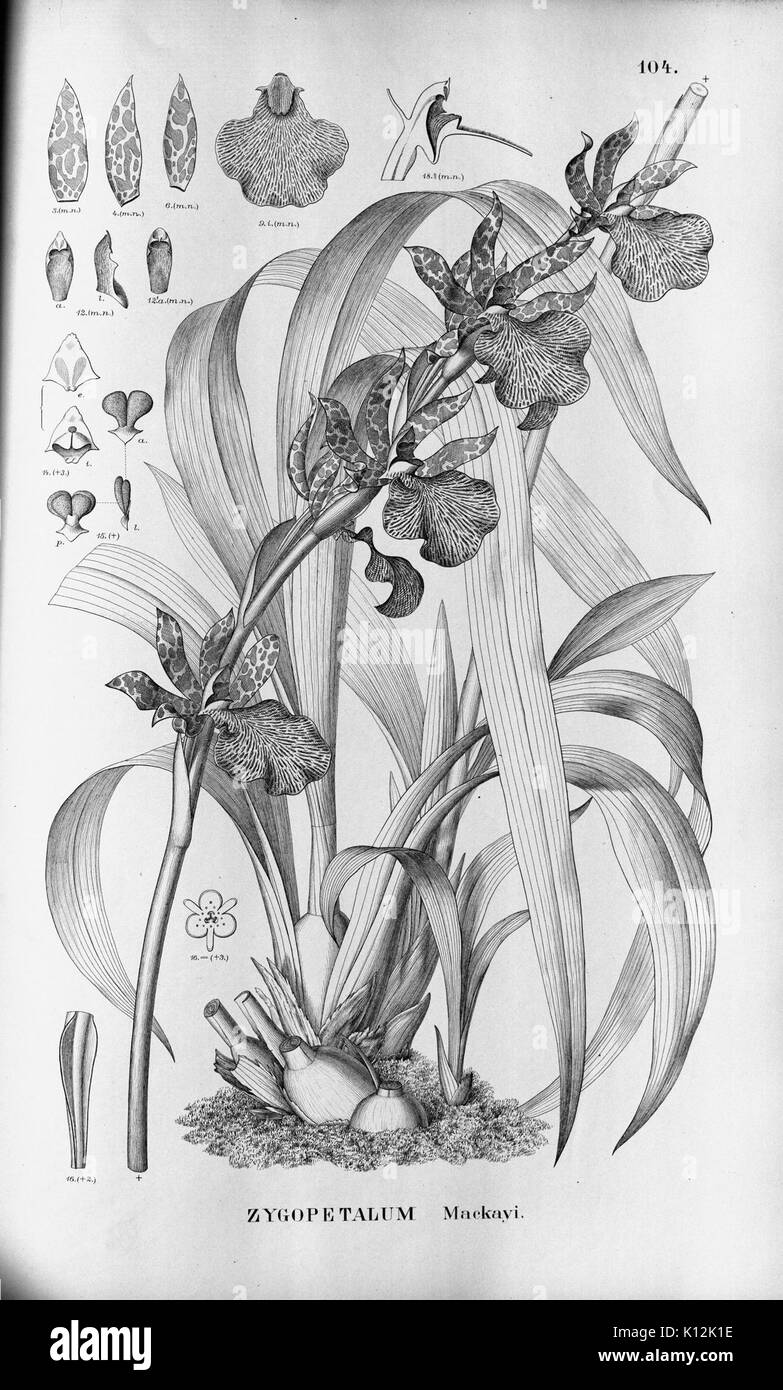Cette illustration botanique de 'Flora brasiliensis' d'Alfred Cogniaux présente une représentation détaillée d'une espèce d'orchidée, contribuant à l'étude de la flore brésilienne à la fin du XIXe siècle. Banque D'Images