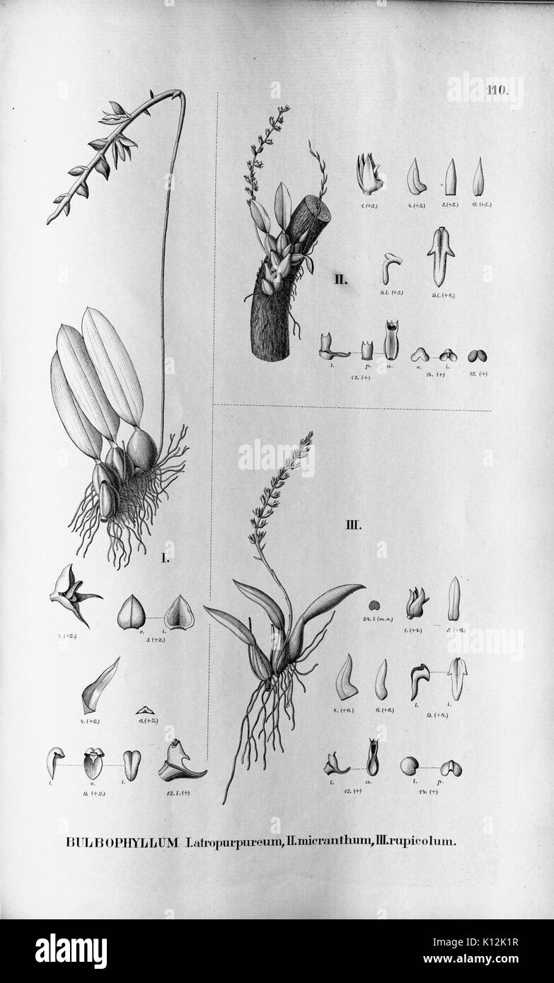 Alfred Cogniaux Flora Brasiliensis vol. 3 pt. 5 plaque d'Orchidaceae (1898 110 1902) Banque D'Images