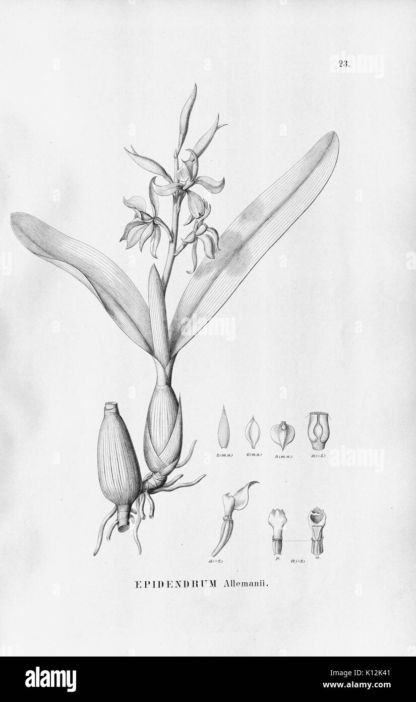 Alfred Cogniaux Flora Brasiliensis vol. 3 pt. 5 plaque d'Orchidaceae (1898 023 1902) Banque D'Images