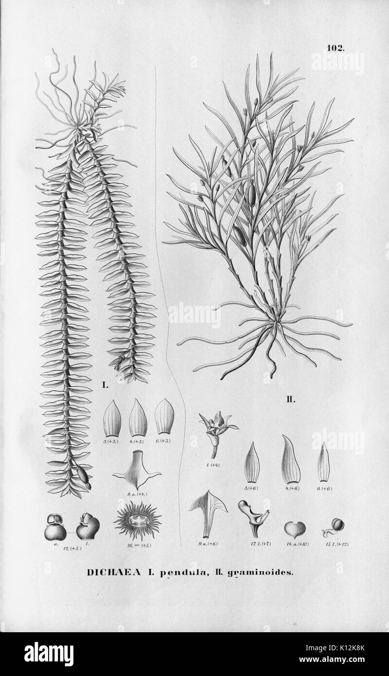Alfred Cogniaux Flora Brasiliensis vol. 3 pt. 6 plaque d'Orchidaceae (1904 102 1906) Banque D'Images