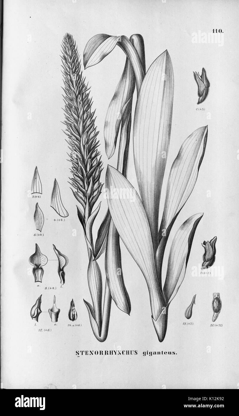 Alfred Cogniaux Flora Brasiliensis vol. 3 pt. 6 plaque d'Orchidaceae (1904 110 1906) Banque D'Images