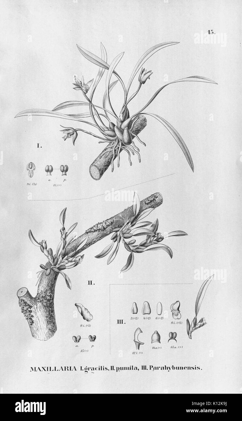 Alfred Cogniaux Flora Brasiliensis vol. 3 pt. 6 plaque d'Orchidaceae (1904 015 1906) Banque D'Images