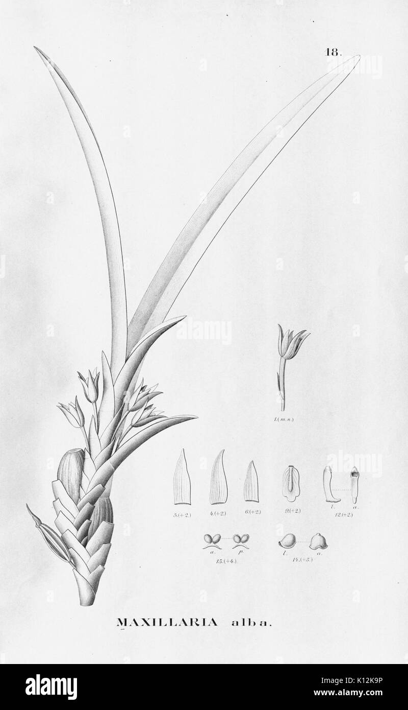 Alfred Cogniaux Flora Brasiliensis vol. 3 pt. 6 plaque d'Orchidaceae (1904 018 1906) Banque D'Images