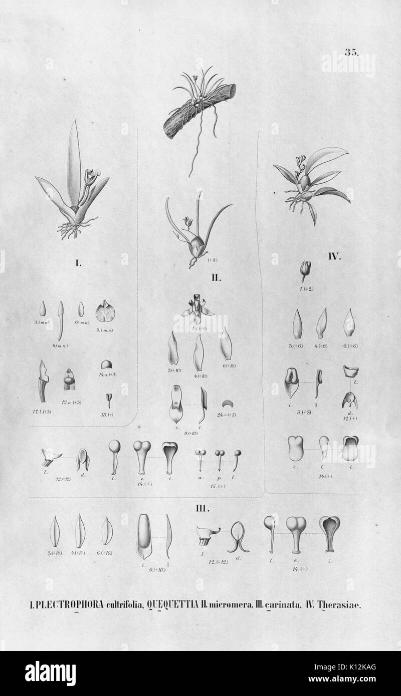 Alfred Cogniaux Flora Brasiliensis vol. 3 pt. 6 plaque d'Orchidaceae (1904 035 1906) Banque D'Images