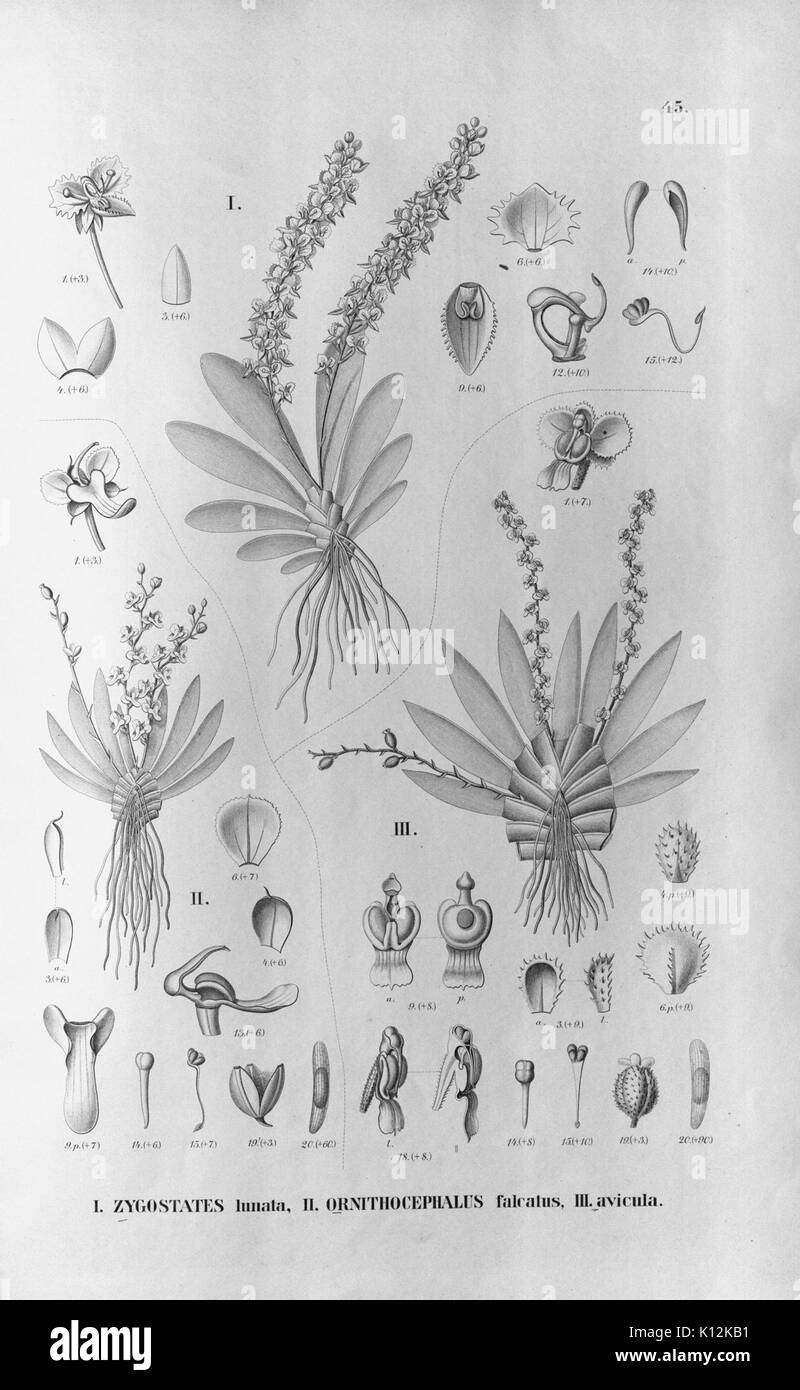 Alfred Cogniaux Flora Brasiliensis vol. 3 pt. 6 plaque d'Orchidaceae (1904 045 1906) Banque D'Images