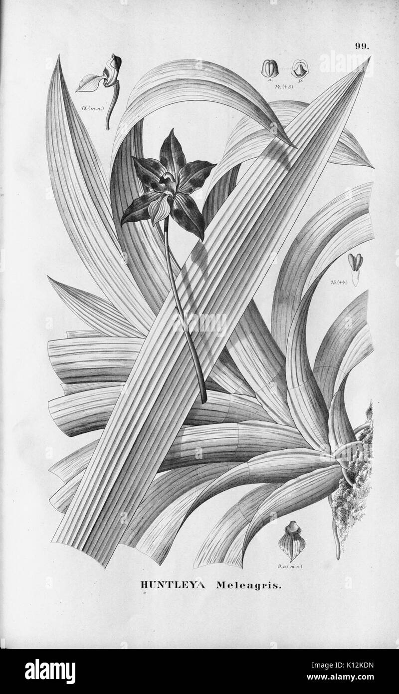 Alfred Cogniaux Flora Brasiliensis vol. 3 pt. 6 plaque d'Orchidaceae (1904 099 1906) Banque D'Images