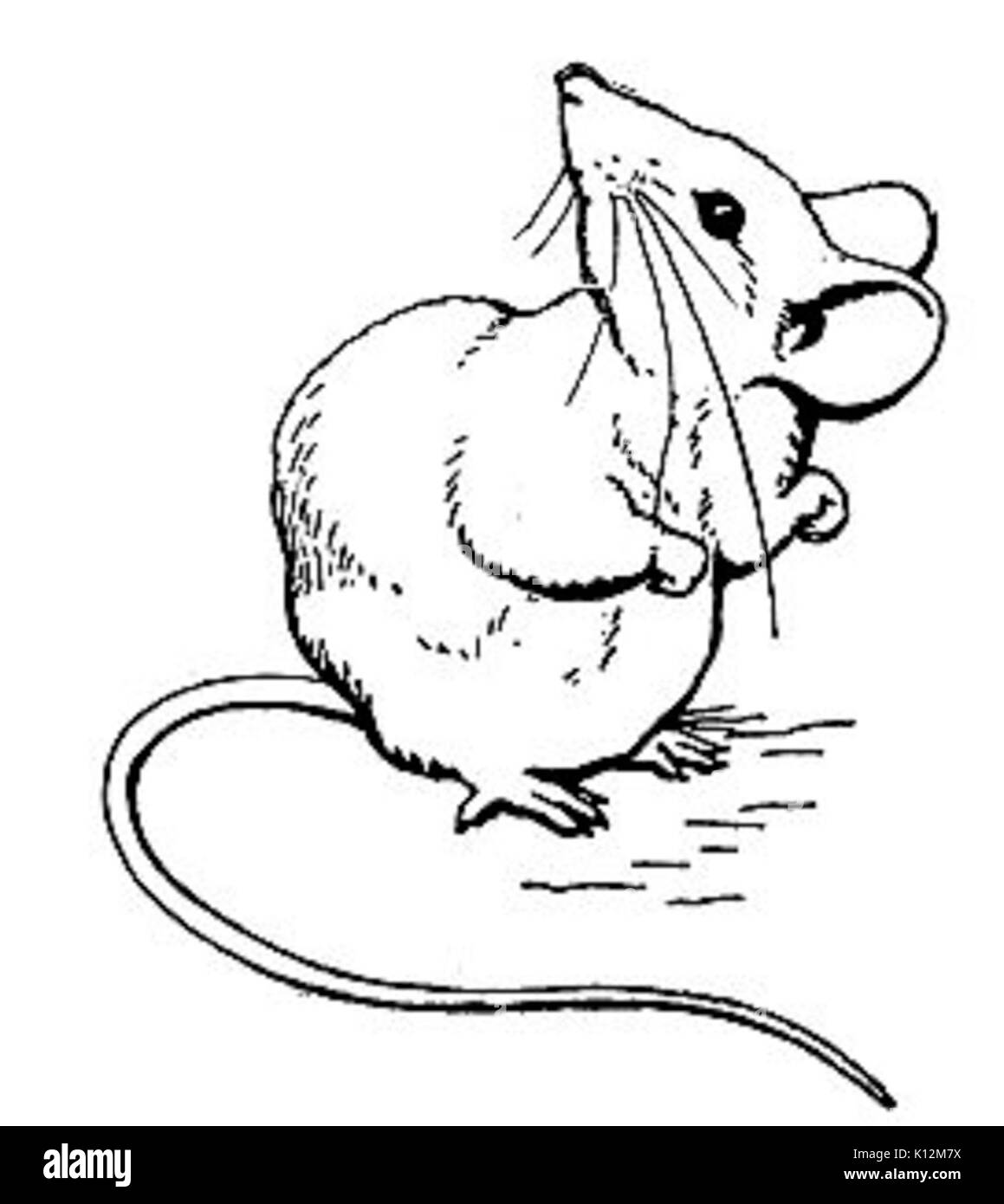 Beatrix Potter l'histoire de deux souris Mauvaise Illustration 27 Banque D'Images