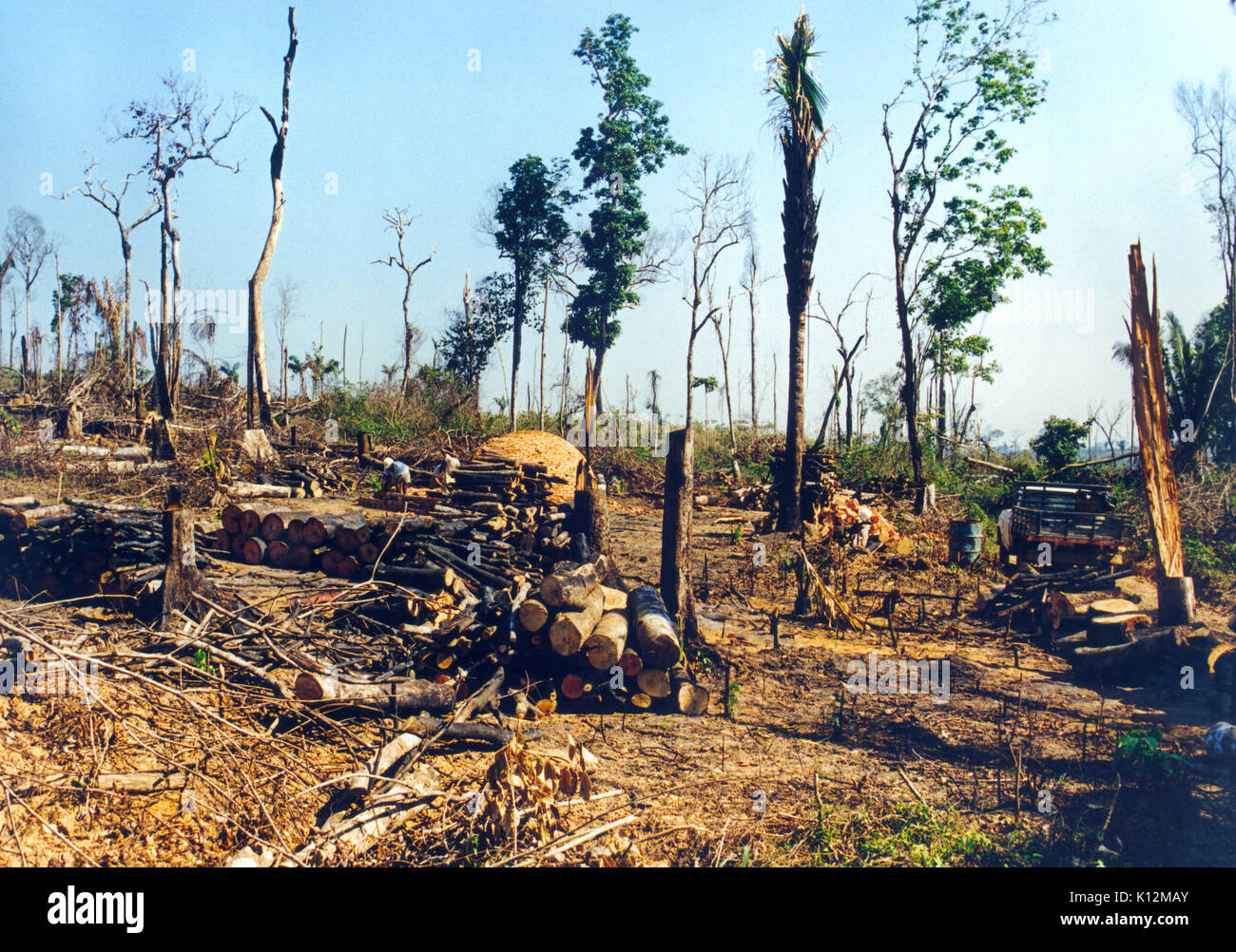 Forêt amazonienne déboisée en tirant de grandes zones de culture Banque D'Images