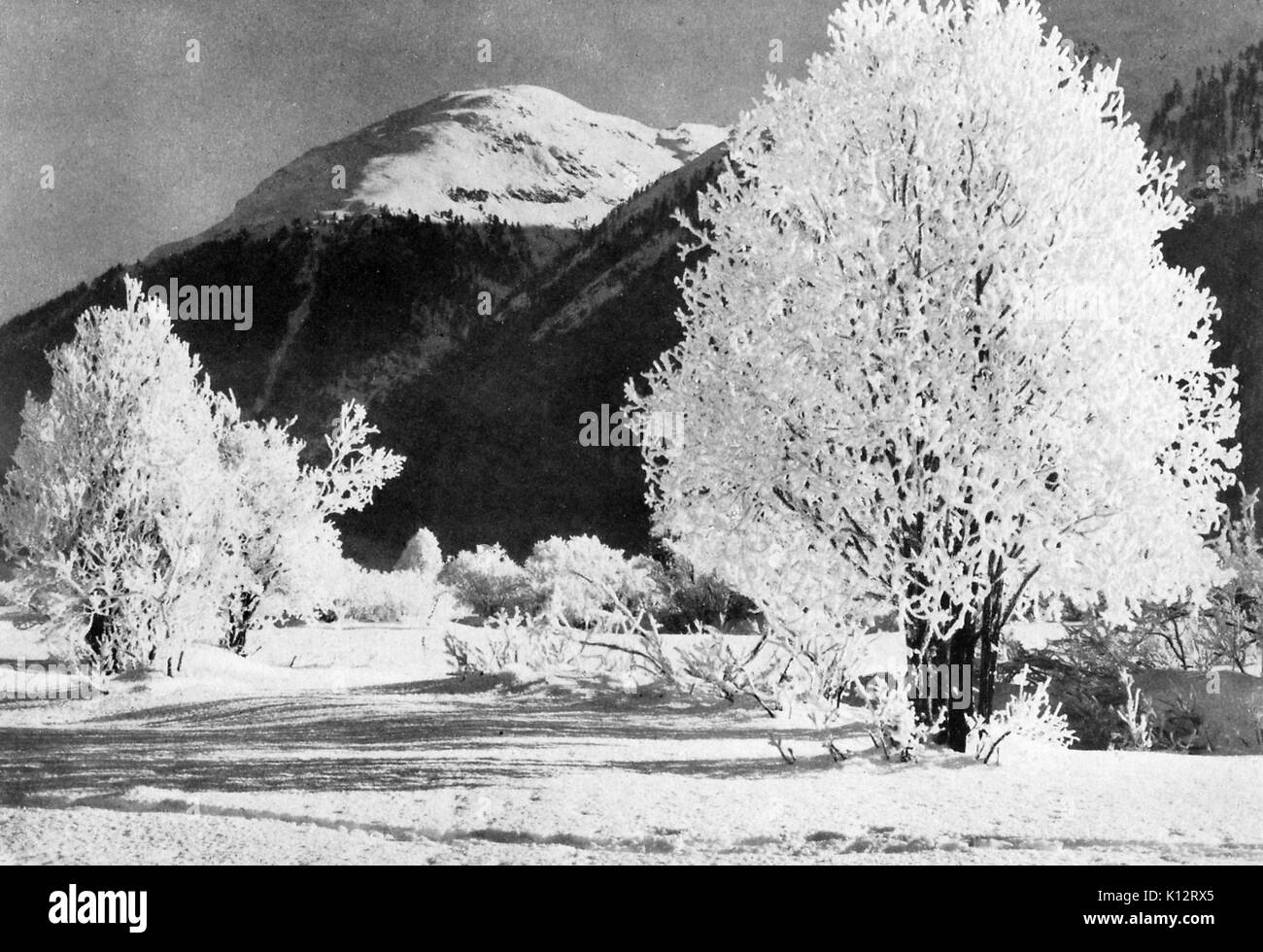 Filigrane incomparable causés par la magie de gel, une scène de montagne et des arbres couverts de givre, Suisse, Suisse, 1922. Banque D'Images
