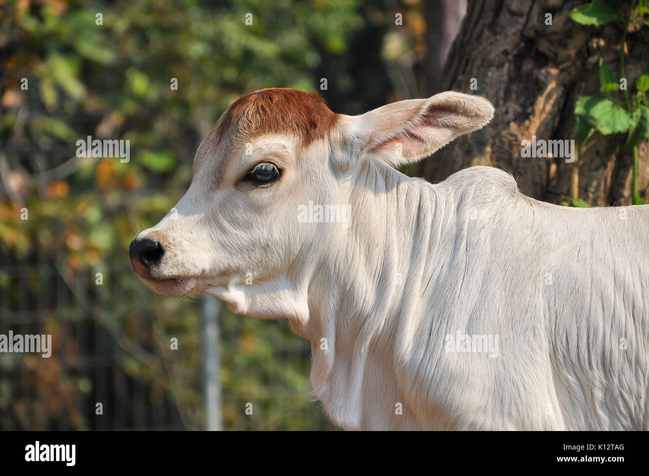 Le Brahman américain race présente une grande ébullition distinct sur le dessus de l'épaule et du cou, et d'un lambeau de peau lâche (fanon) suspendu au cou. Banque D'Images