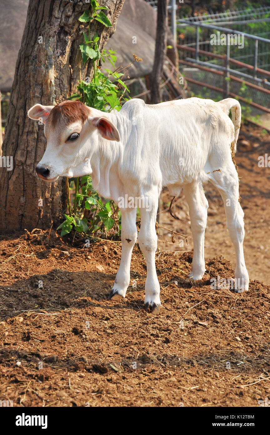 Le Brahman américain race présente une grande ébullition distinct sur le dessus de l'épaule et du cou, et d'un lambeau de peau lâche (fanon) suspendu au cou. Banque D'Images