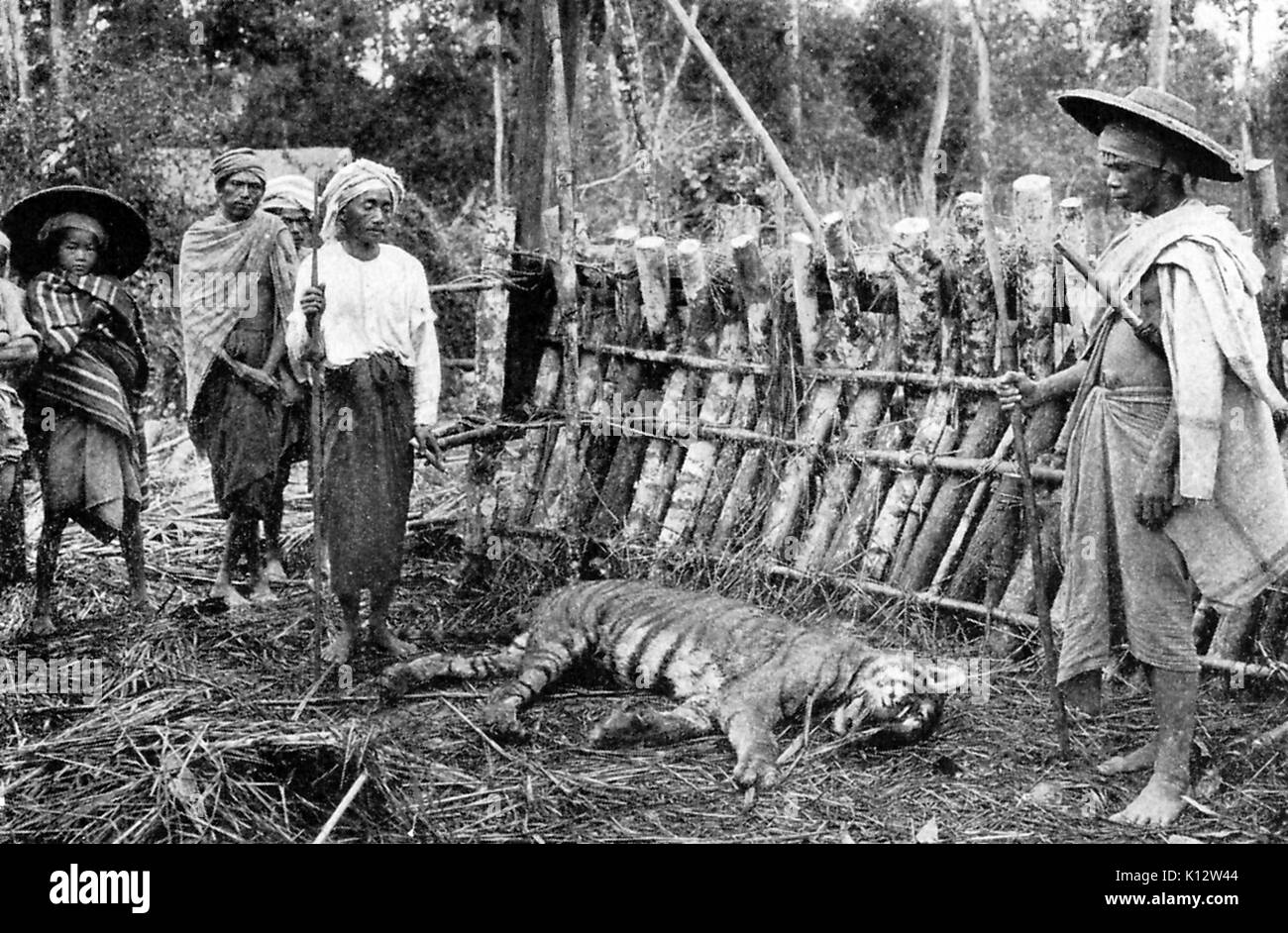 Tigre mort, tué par les villageois qui ont attrapé le tigre dans un piège qui a été appâtés avec le corps d'une femme le tigre avait tué, 1922. Banque D'Images