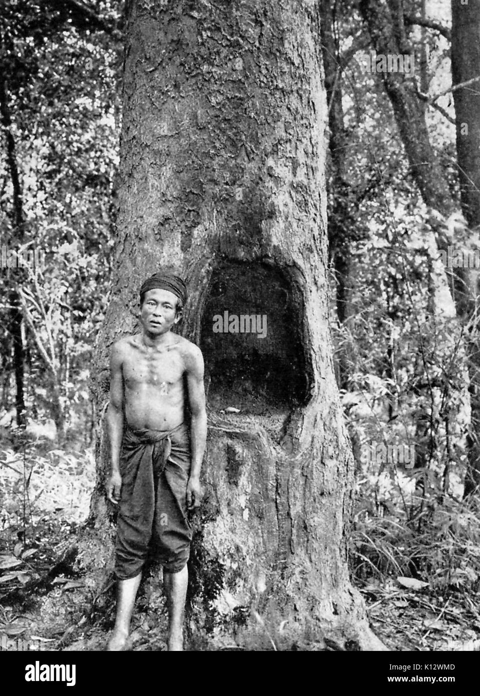 Mai Yang arbre, avec des villageois debout à côté d'un trou qu'il a brûlé dans le tronc afin d'extraire la résine pour utilisation comme combustible dans les lampes, 1922. Banque D'Images