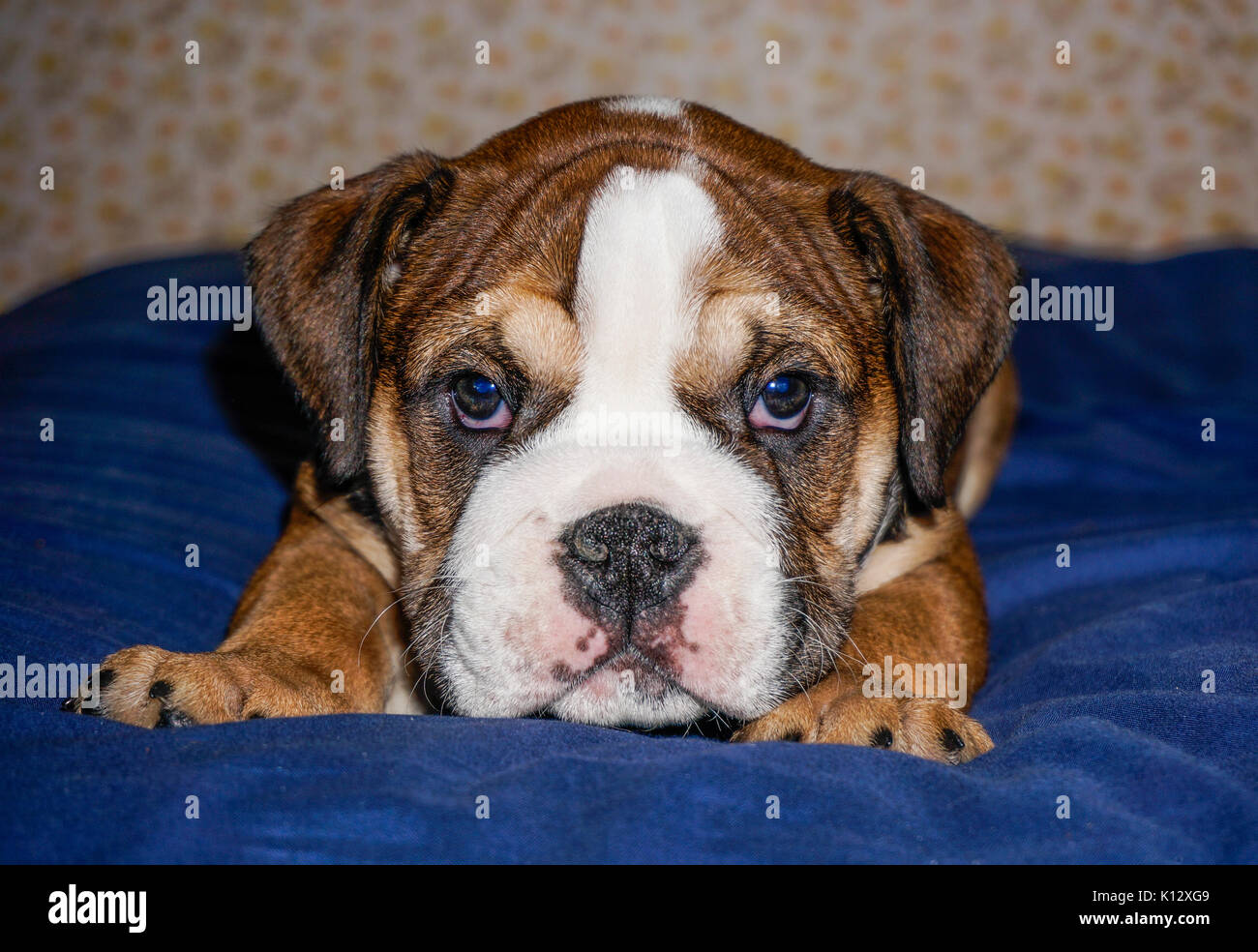 Un beau rouge, Français / British Bulldog chiot mâle avec un masque blanc, allongé sur une couverture bleue à la recherche dans l'appareil. Banque D'Images